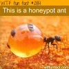 amazing photograph of the honeypot ant