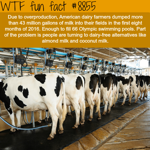 American Dairy Farmers - WTF fun facts 