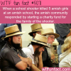 amish community starts a fund for a school shooter