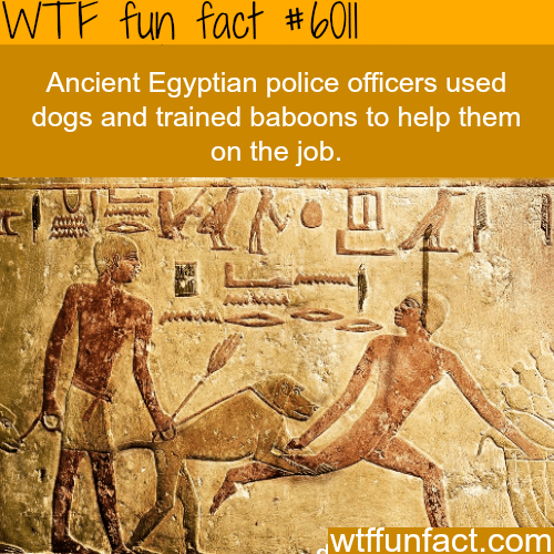 Ancient Egyptians police used baboons and dogs  WTF fun facts