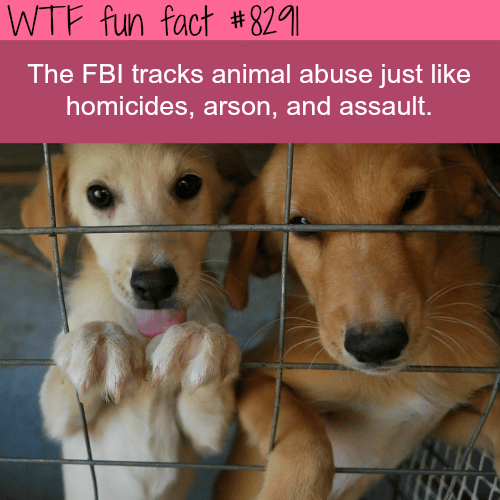 Animal abuse is tracked by the FBI - WTF fun facts
