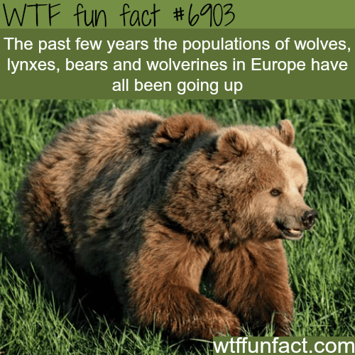 Animal population is on the rise in Europe - WTF fun fact