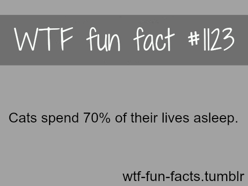 (SOURCE) - animals - cats fact