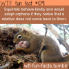 animals facts squirrels
