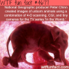 animals in the womb wtf fun facts