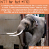 another reason why elephants are the best animals