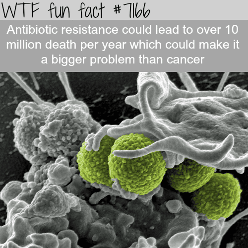 Antibiotic resistance can cause more death than cancer - WTF Fun Fact