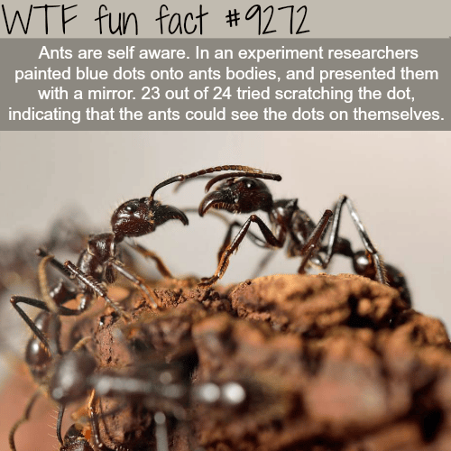 Ants are self-aware - WTF fun fact