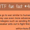 ants army facts