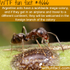 ants mega colony why ants are amazing wtf fun