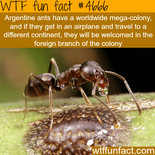 Ants mega-colony