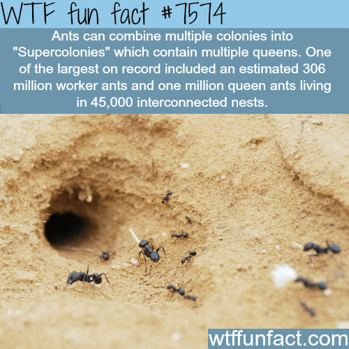 Ants’ super colonies - WTF fun facts 