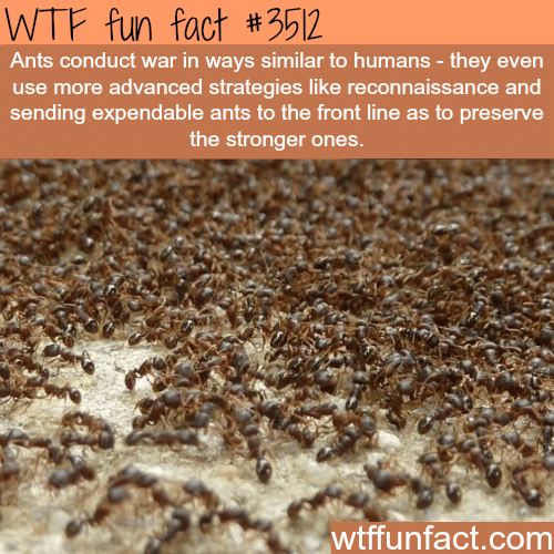 Ants Wars -  WTF fun facts