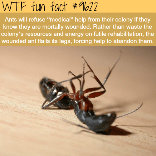 Ants - WTF fun fact
