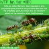 ants wtf fun facts