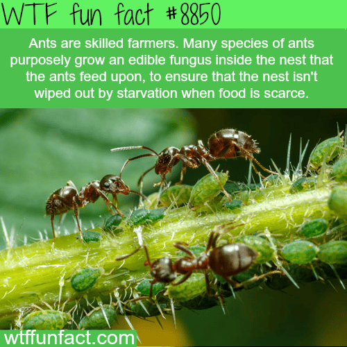 Ants - WTF fun facts 
