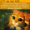 apology act wtf fun facts