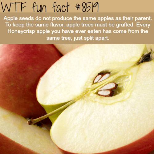 apple trees wtf fun facts