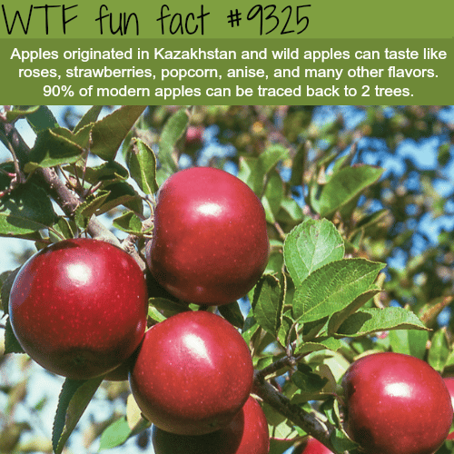 Apples - WTF fun facts