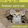 arabian sand cat