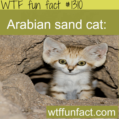 Arabian sand cat - animals. 