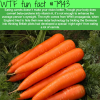 are carrots good for your eyes wtf fun facts