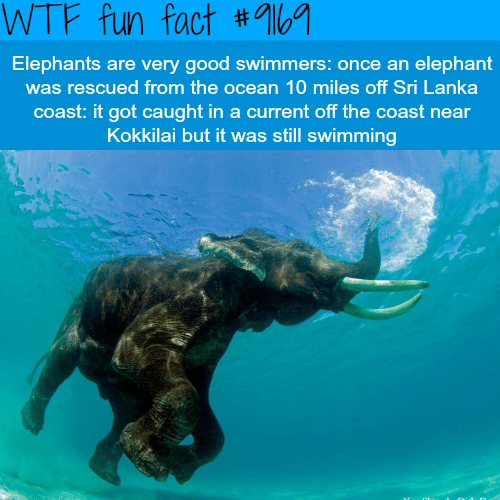 Are elephants good swimmers? - WTF Fun Facts