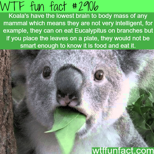 Are Koalas smart animals? - WTF fun facts