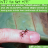 army ants natural sutures