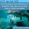 at crocosaurus cove aquarium in australia they take you