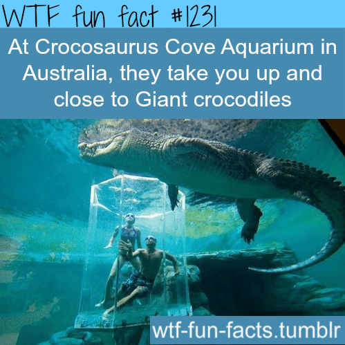 At Crocosaurus Cove Aquarium in Australia