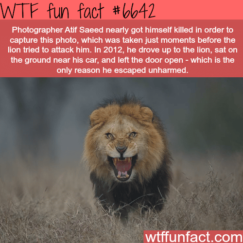 Atif Saeed photography - WTF fun facts