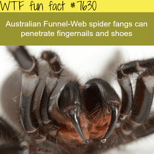 Australian funnel-web spider - WTF fun facts