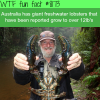 australias giant freshwater lobsters wtf fun