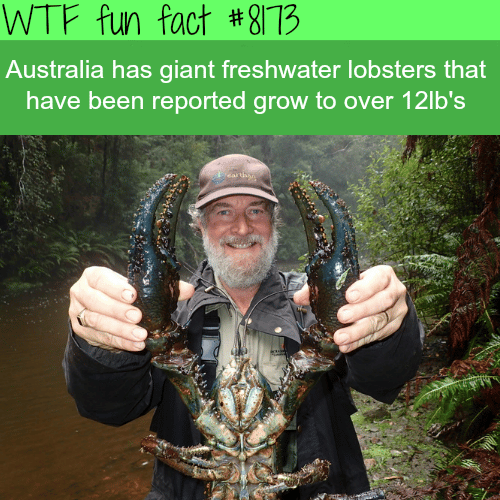 Australia’s giant freshwater lobsters - WTF fun fact