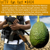 avocado cartels wtf fun facts