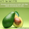 avocados are poisonous to your pet wtf fun facts