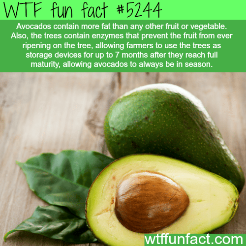 Avocados facts - WTF fun facts