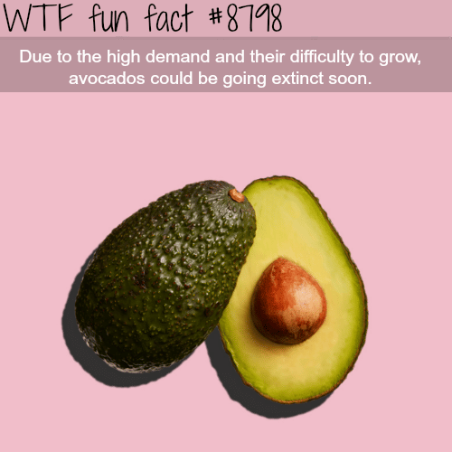 avocados might go extinct soon wtf fun facts