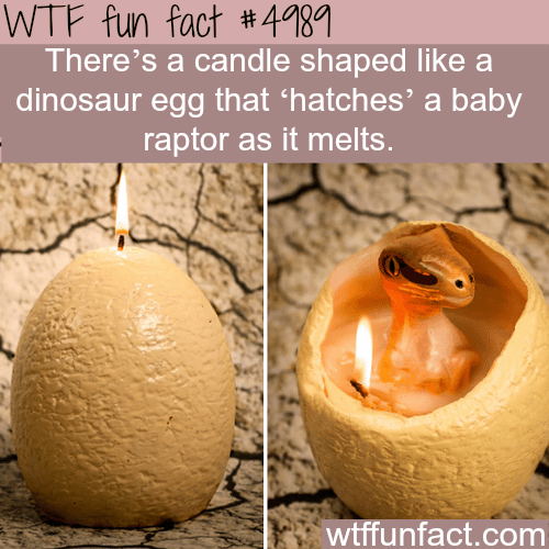 Awesome egg shaped candle that “hatches” a raptor when it melt - WTF fun facts