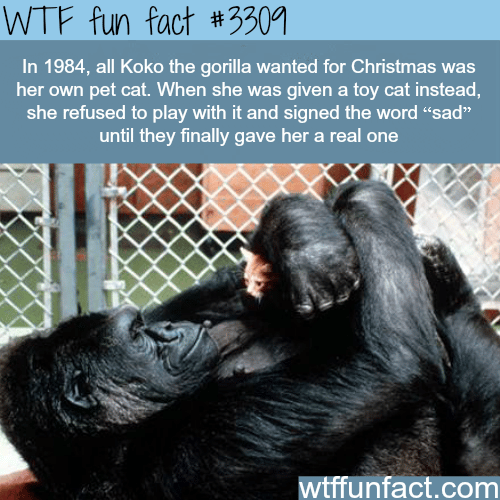 Awesome facts about Koko the gorilla -  WTF fun facts