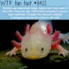 axolotls wtf fun facts