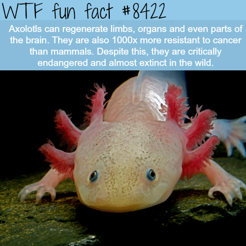 Axolotls - WTF fun facts