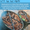 ayahuasca wtf fun facts