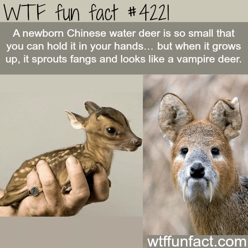 Baby Chinese water deer is cute…-  WTF fun facts