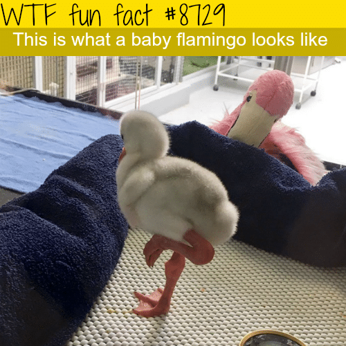 Baby flamingo - WTF fun facts