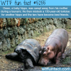 baby hippo became friend with a tortoise wtf fun