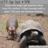 baby hippo gets attached to a giant tortoise after