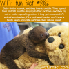 baby sloths love to cuddle wtf fun facts