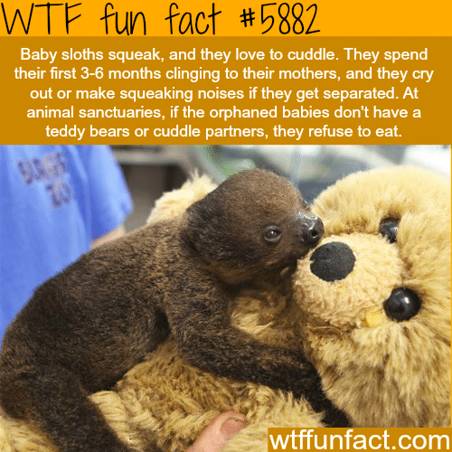 Baby sloths love to cuddle - WTF fun facts